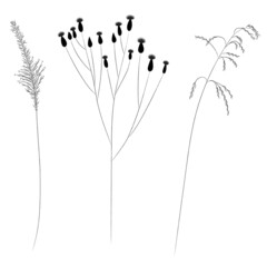 Field and meadow grasses, black contour line. Sketch of medicinal plants, vector drawing.