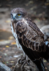 European honey buzzard (Pernis apivorus) in an aviary