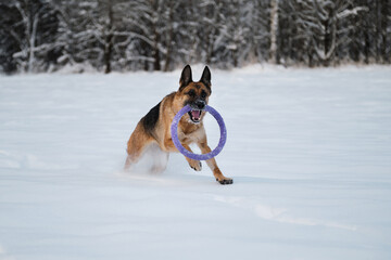 Dog in winter park full of strength and energy. Red German Shepherd runs quickly through white snow against background of forest and holds blue toy ring in mouth.