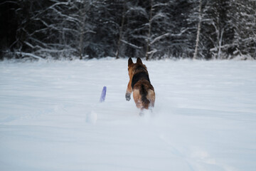 Dog in winter park is full of strength and energy. Rear view of ass and tail. Black red German Shepherd runs quickly through white snow and tries to catch up and grab blue ring toy with mouth.