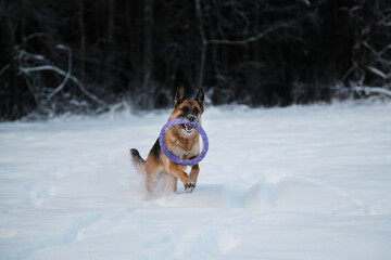 Dog in winter park full of strength and energy. Red German Shepherd runs quickly through white snow against background of forest and holds blue toy ring in mouth.
