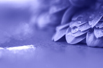 purple Gerbera flower petals with drops of water. abstract background. Very Peri