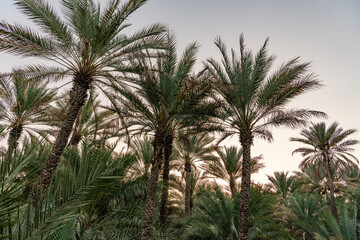 Fototapeta na wymiar A date farm with date palm trees in Al Ain, UAE 
