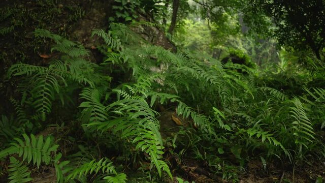 Close up fern moving in the rainforest. Fern in tropical forest, exotic plant.