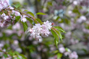 Japanese flowering cherry Kikku-Shidare-Zakura