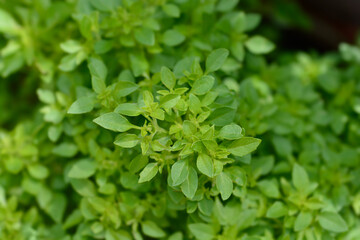 Bush basil