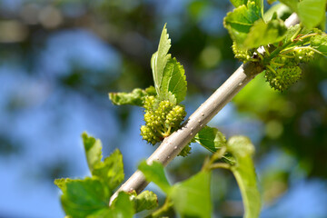White mulberry