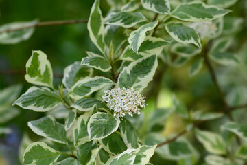 Silver and Gold Red-osier Dogwood