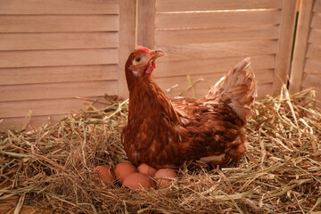 Beautiful chicken with eggs on hay in henhouse