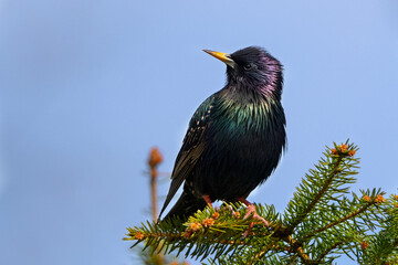 starling 
