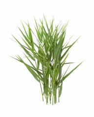 Beautiful reeds with lush green leaves on white background