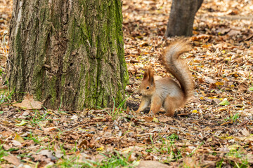 red squirrel in the autumn park with yellow leaves