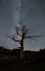 A dead tree standing in front of the milky way in a field