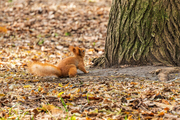 red squirrel in the autumn park with yellow leaves
