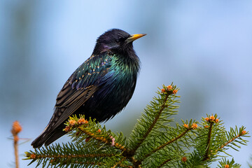 starling 