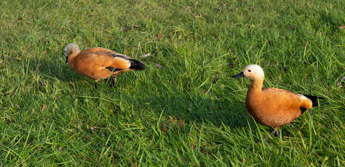 one duck chases another on the grass