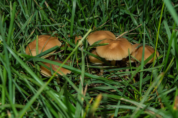 Beautiful young edible Fairy Ring mushrooms or Clove mushrooms (Latin: Marasmius oreades) in grass, closeup. Natural ECO products.