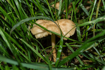 Edible Clove mushroom or Fairy Ring mushroom (Latin: Marasmius oreades) in grass, closeup.