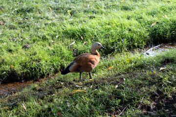 duck walks on the grass along the stream