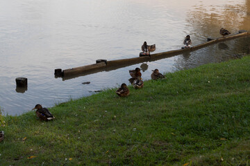 ducks are sitting on a log by the shore