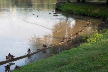 ducks sit on a log near the shore at sunset