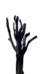 Dead tree painted black on white background, concept for natural preservation