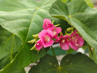 pink cluster of dombeya seminole flowers. bright pink flowers