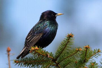 starling 