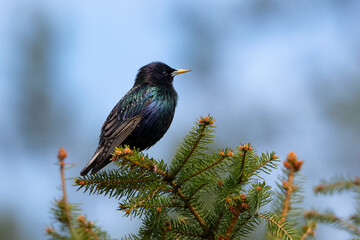 starling 