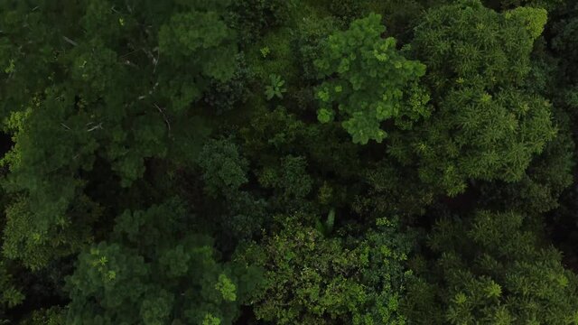 Bosque de arboles en la selva peruana