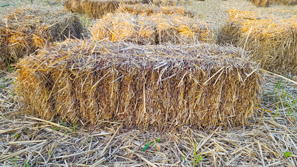 Brown hay bale on the ground which covered by hay strips 