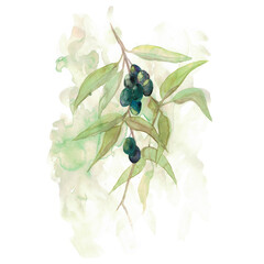 Watercolor drawing of an olive branch with leaves and fruits isolated on a white background. Illustration for printing posters, wedding stationery, greetings, wallpapers, fashion and invitations © Елена Устьянцева