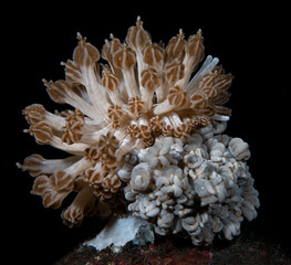A nudibranch (sea slug) - Phyllodesmium rudmani, feeding on a Xenia Coral. Underwater macro world of Tulamben, Bali, Indonesia.