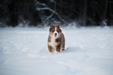 Aussie dog on walk in winter park. Ears in different directions from speed and wind. Puppy of Australian shepherd dog red tricolor with white stripe runs fast on white snow against forest background.