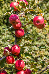Reife Pink Lady &Auml;pfel am Baum / S&uuml;dtirol