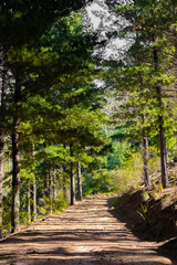 Dirt track through a Pine Forest Plantationin