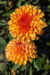 Orangefarbige Dahlienblüten / Close up