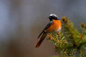 the red bird