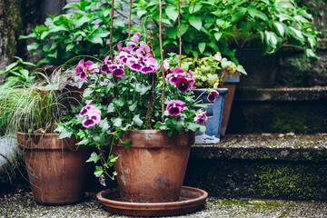 flowers in pots at back yard
