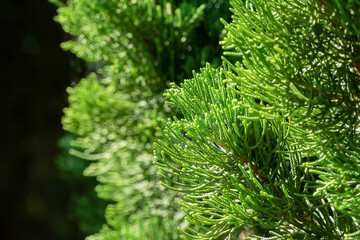Close-up shot of a pine tree in the garden.