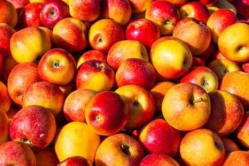 Äpfel in Südtirol