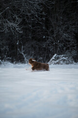 Aussie dog on walk in winter park. Ears in different directions from speed and wind. Puppy of Australian shepherd dog red tricolor runs fast on white snow against forest background.