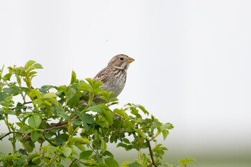 siskin bird 