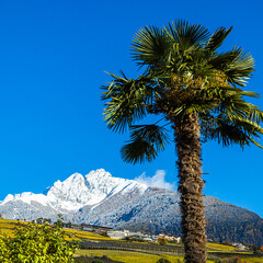 Palme mit dem Ifinger 2563 m im Hintergrund / Sarntaler Alpen / Südtirol Bozen 