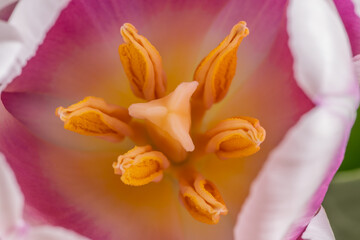 Fototapeta na wymiar Close-up of a tulip flower