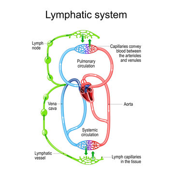 Lymphatic circulation system. parts of immune and Circulatory system.