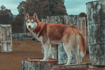 guardian husky dog, with red vest, in abandoned environment © sebastianav1994