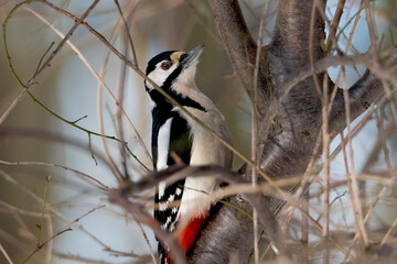 woodpecker 