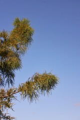 pine tree against blue sky