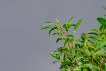Green ficus leaves on a gray background